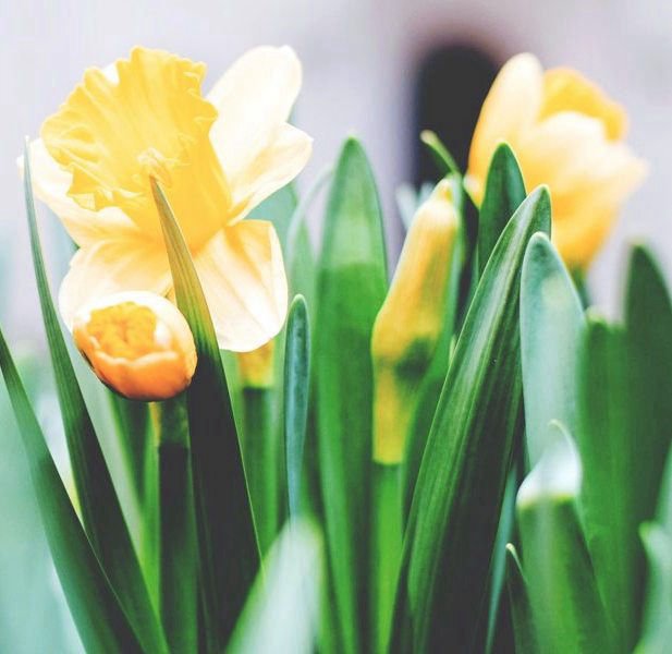 Spring tulips.