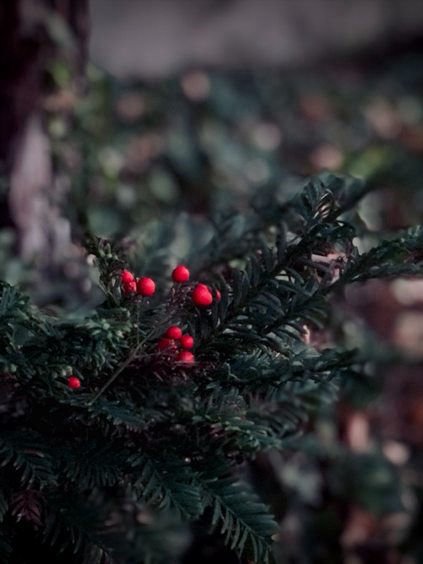 Holly berries on an evergreen branch.