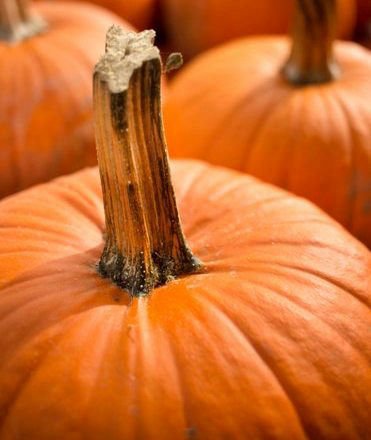 Pumpkins.