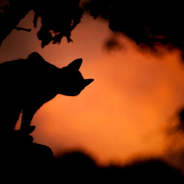 Samhain/Halloween.