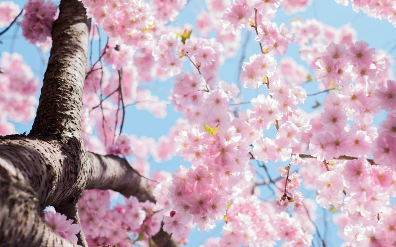 Bring Spring blessings to your home.