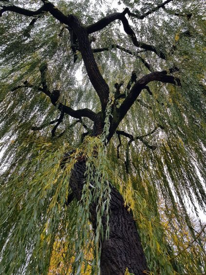 Weeping Willow tree.